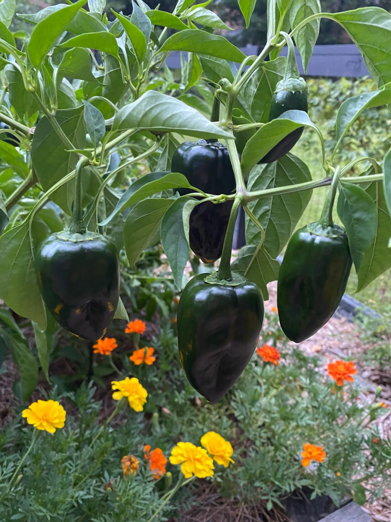 Poblanos